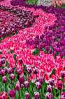 USA, Washington State. Skagit Valley, tulips blooming in garden Art Print